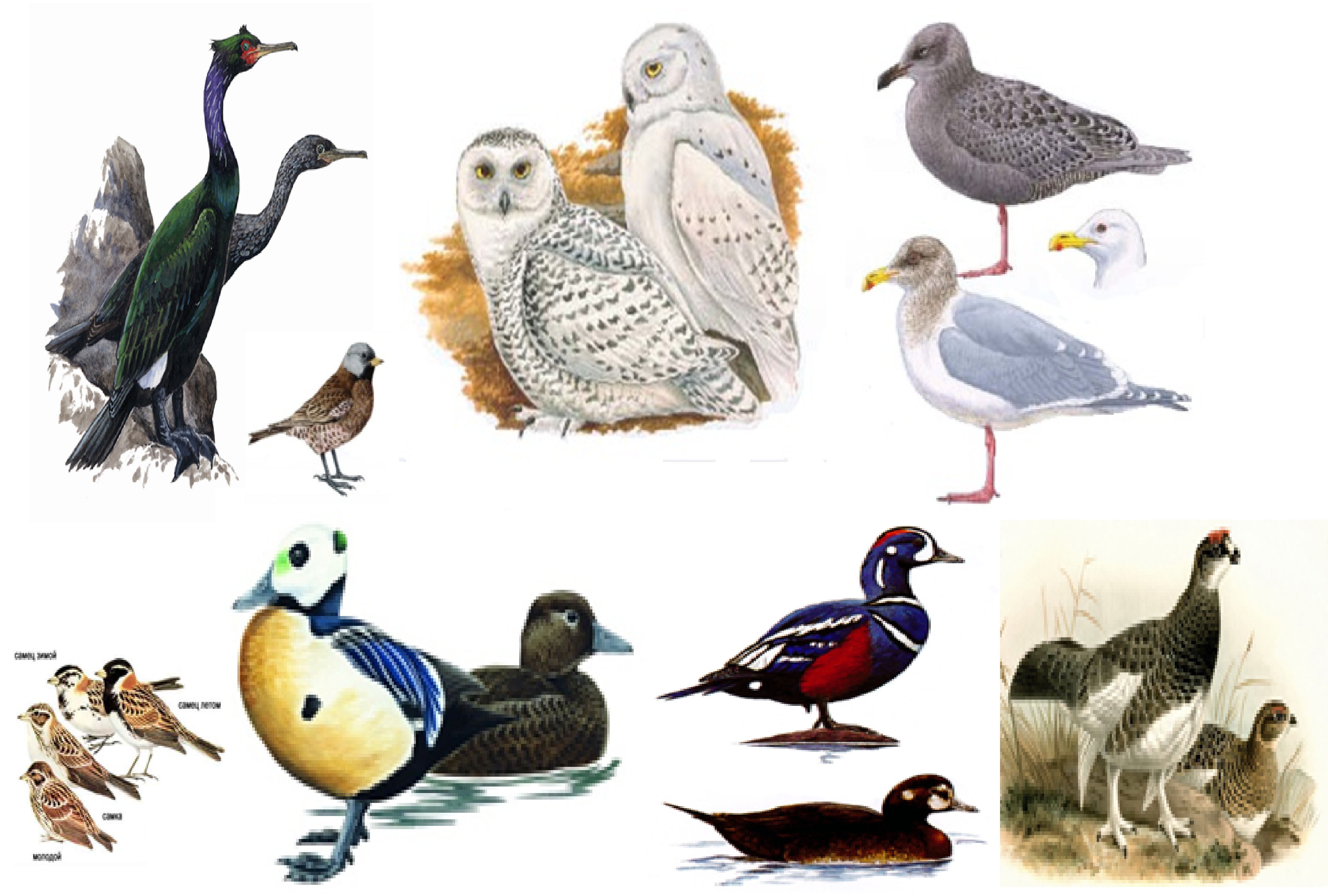 Всемирные дни наблюдений птиц и открытие выставки «Галапагосы-Командоры: далекие и близкие»