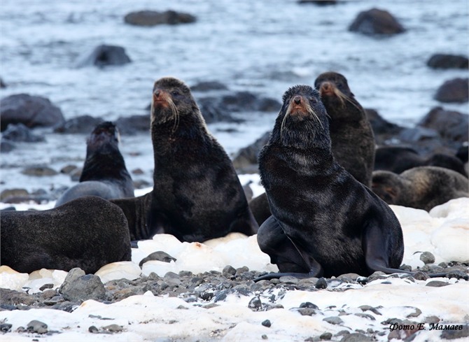Мониторинг ушастых тюленей