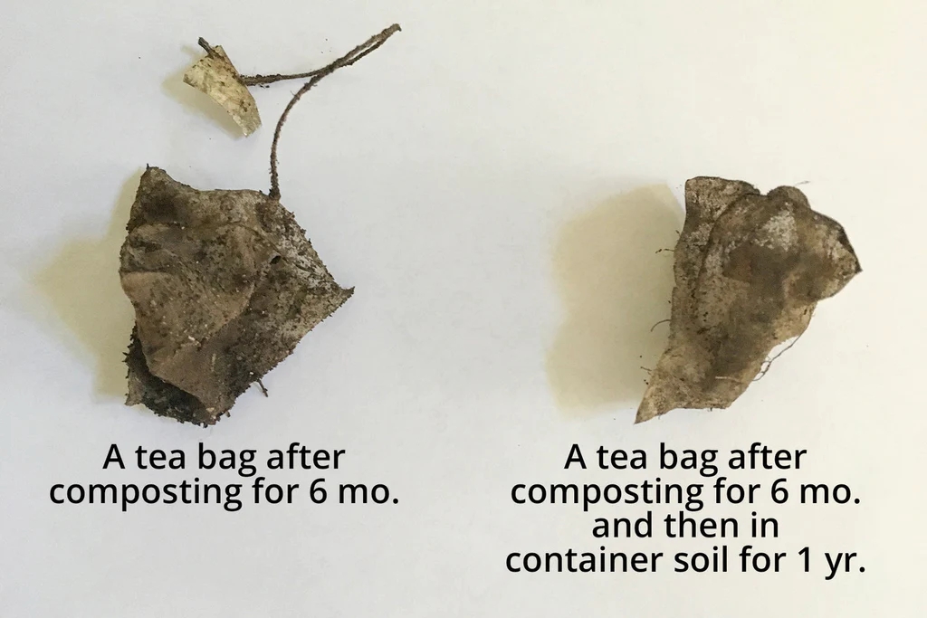 Чайные пакетики после полугода (слева) и полутора лет (справа) в компостной куче. На фотографии видно, что пакетики не разлагаются в почве, вопреки тому, что должно было бы произойти, если бы они состояли из целлюлозы.