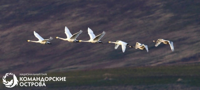 Белые гуси на территории национального парка