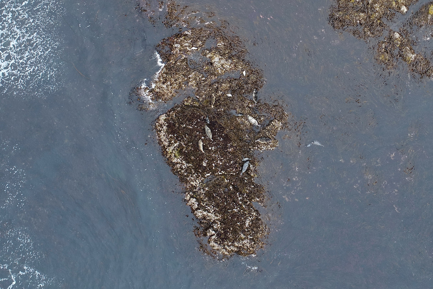 Антуры отдыхают на рифах во время отлива. Фото - Евгений Мамаев