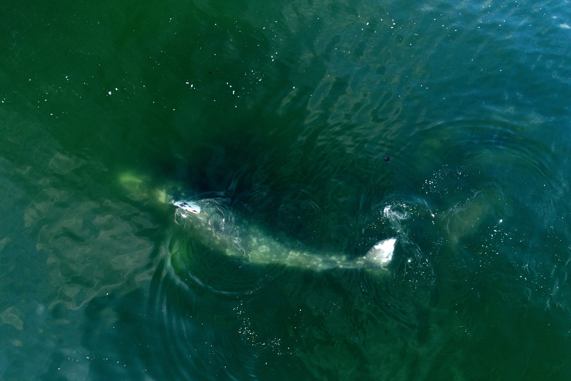 Серый кит в акватории заповедника "Командорский", вид с беспилотного летательного аппарата. Фото - Евгений Мамаев