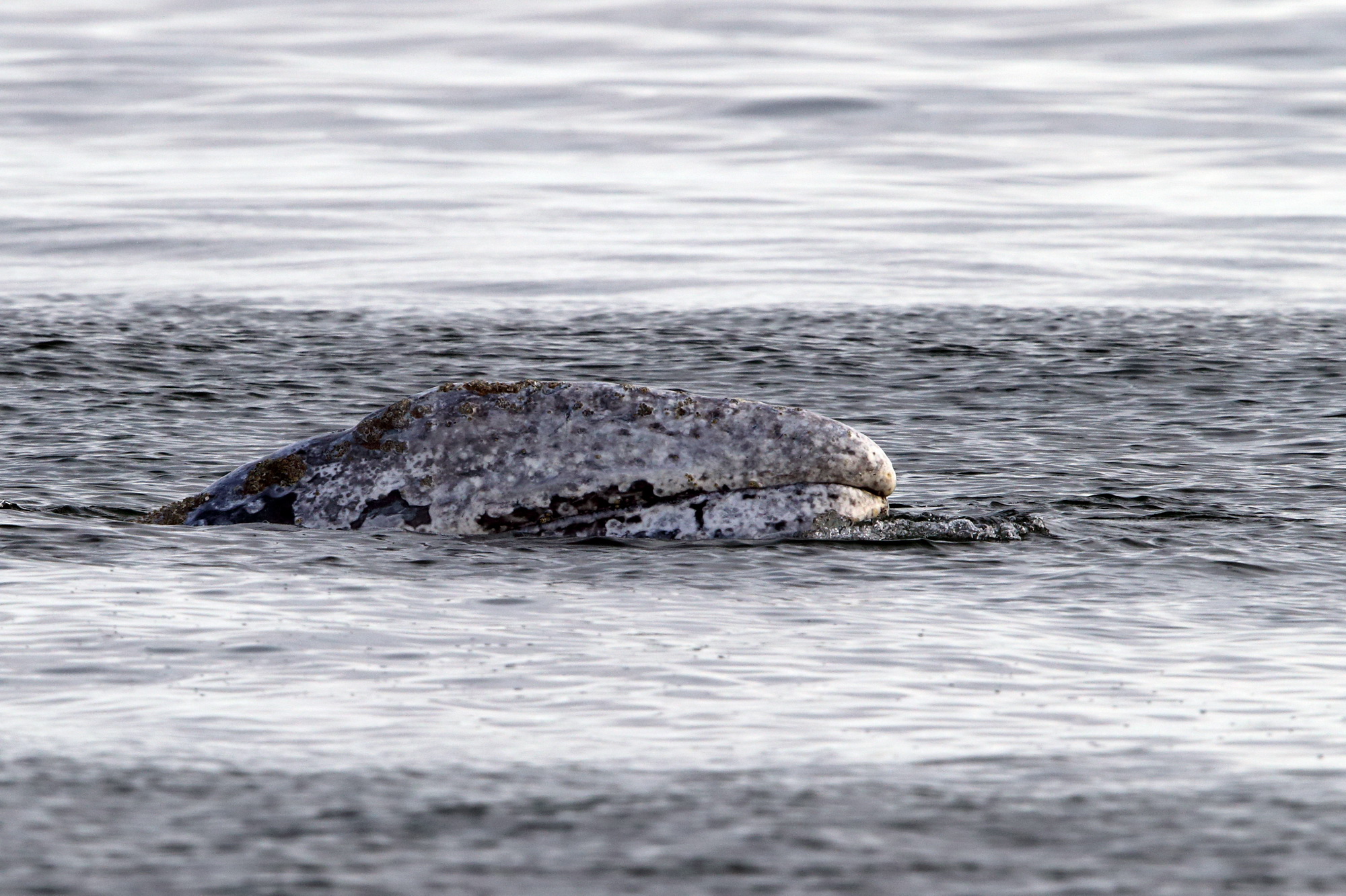Голова серого кита. Фото - Евгений Мамаев