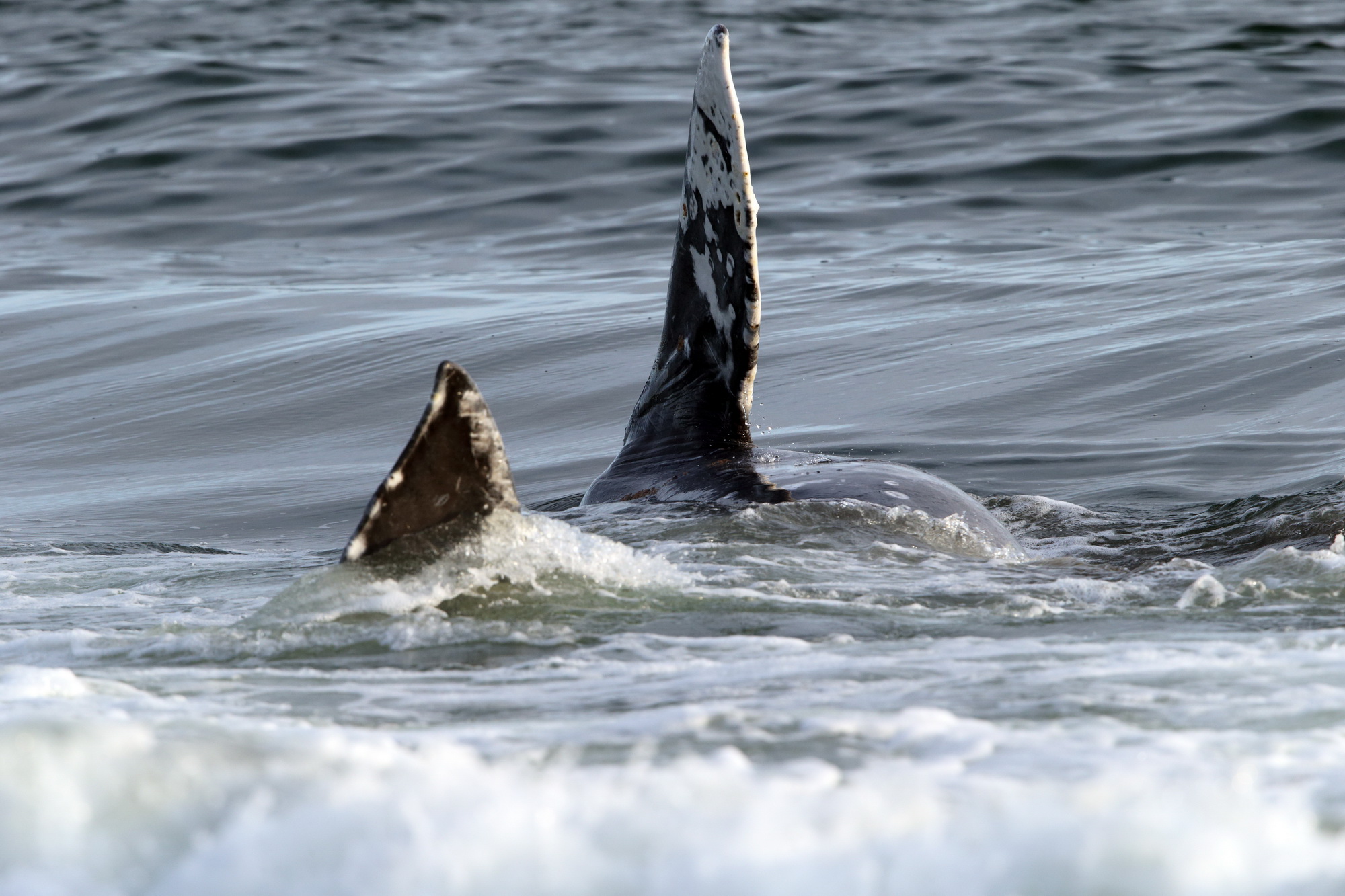 Серый кит засазывает песок, двигаясь по дну на правом боку и показывая над водой плавник, а фильтрует в горизонтальное положение. Фото - Евгений Мамаев