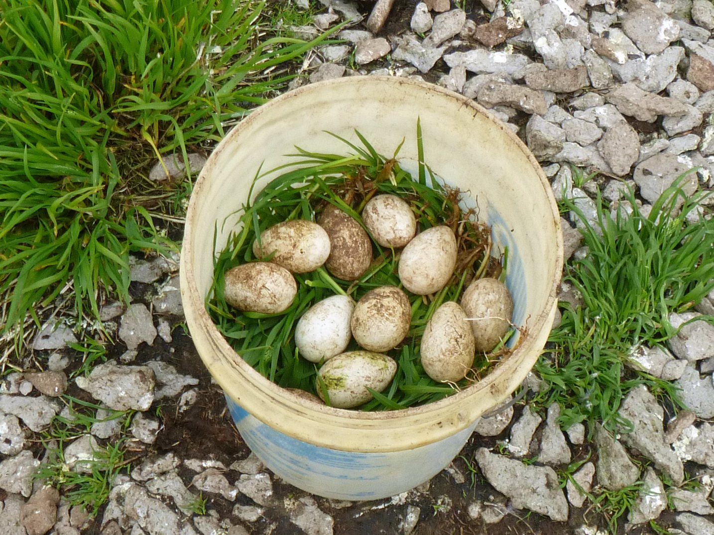 Яйца топорка перекладывают травой чтобы не побить их. Фото - заповедник "Командорский"