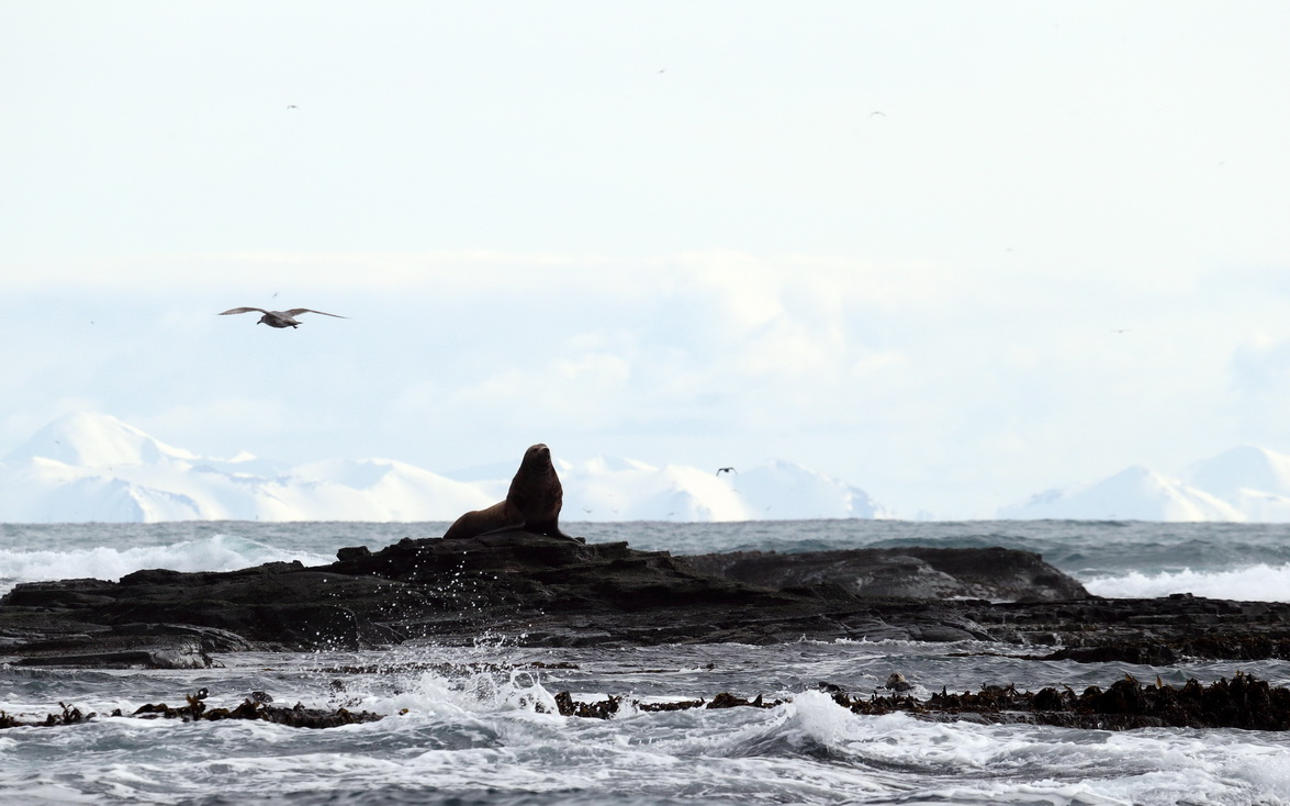 Сивуч на мысе Монати, остров Беринга. На фоне виден остров Медный. Фото - Евгений Мамаев