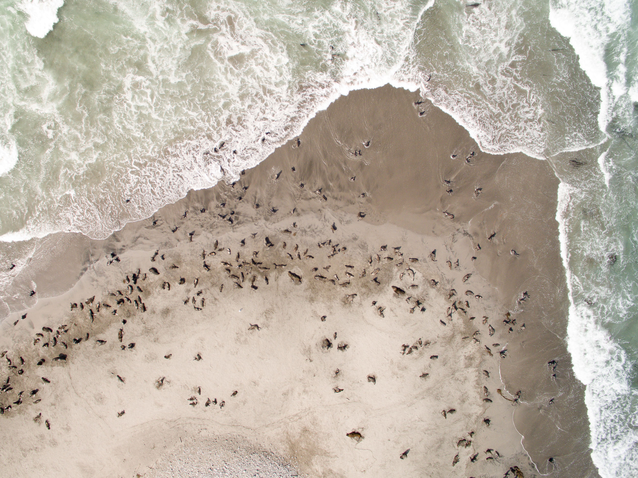 Северные морские котики на Северо-Западном лежбище во время прибоя. Фото - Иван Рыбаков