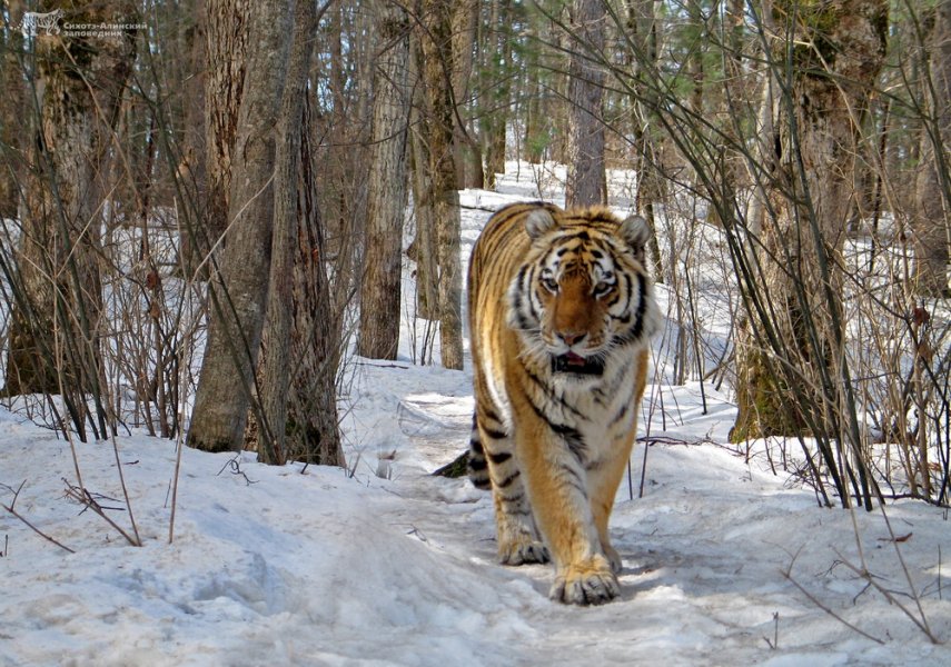 Амурский тигр зимой. Фото - Светлана Сутырина