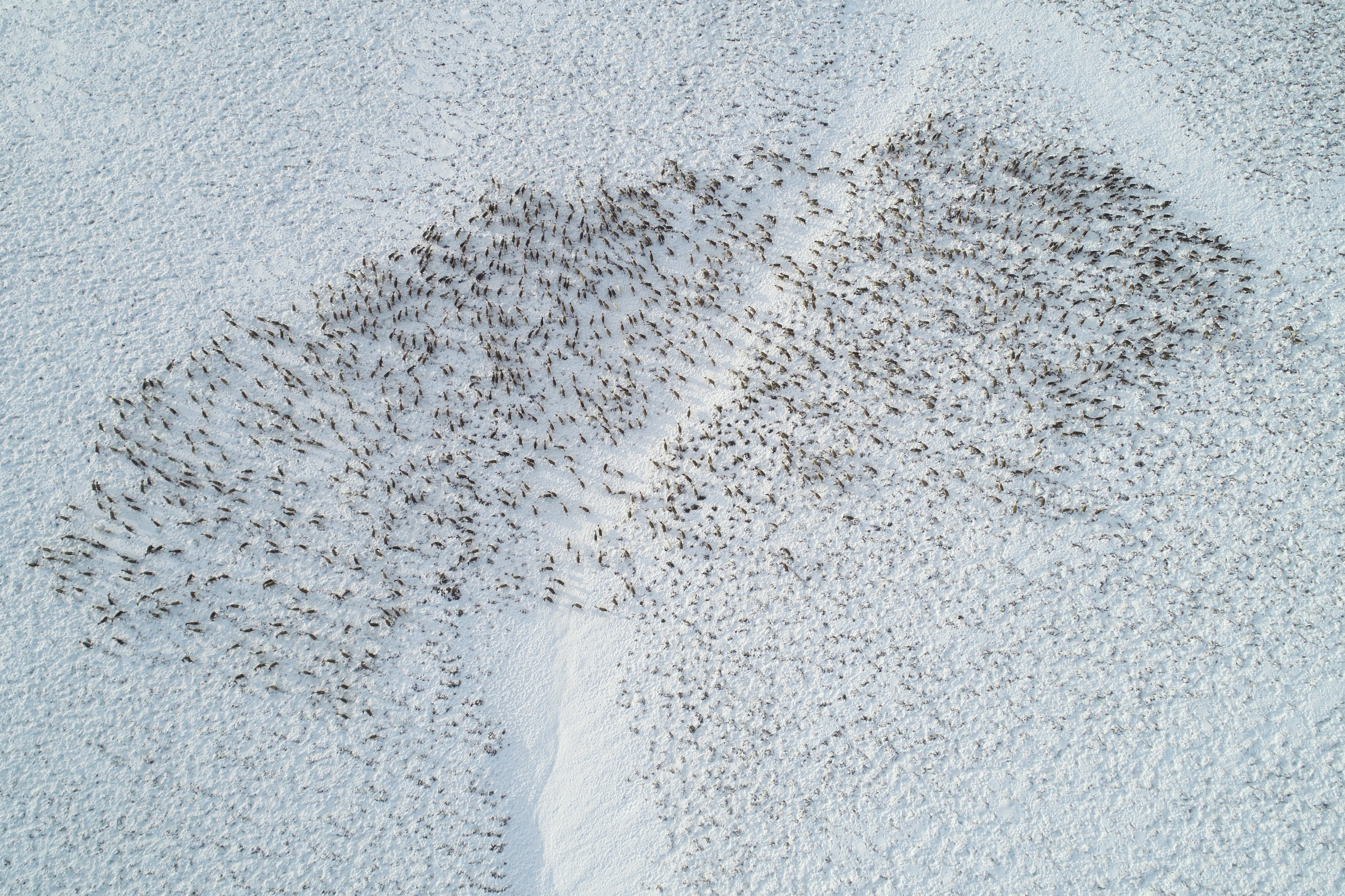 На острове Беринга зафиксировано самое крупное стадо оленей за все время наблюдений