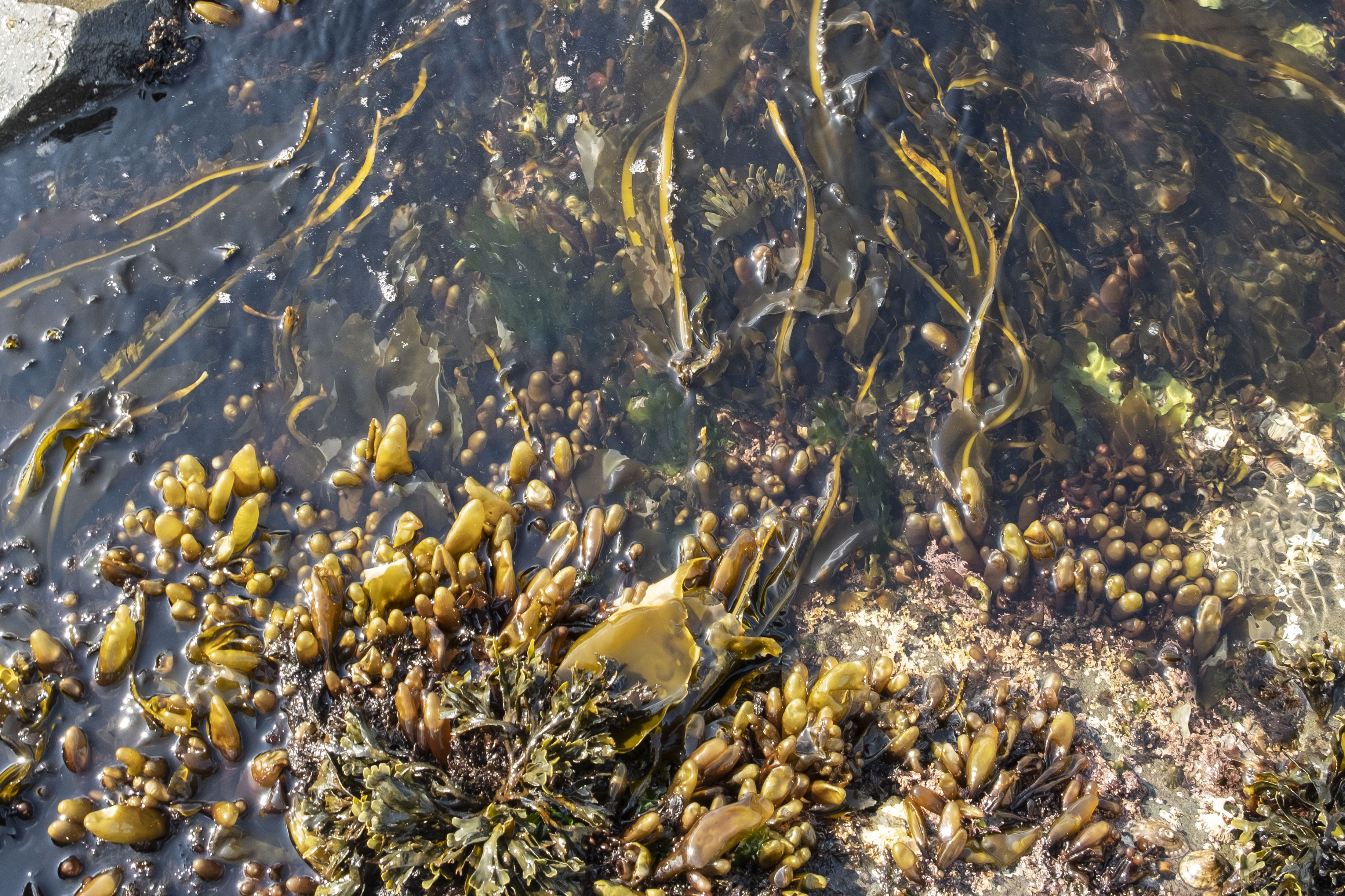 Подводная флора водорослей-макрофитов Командорских островов