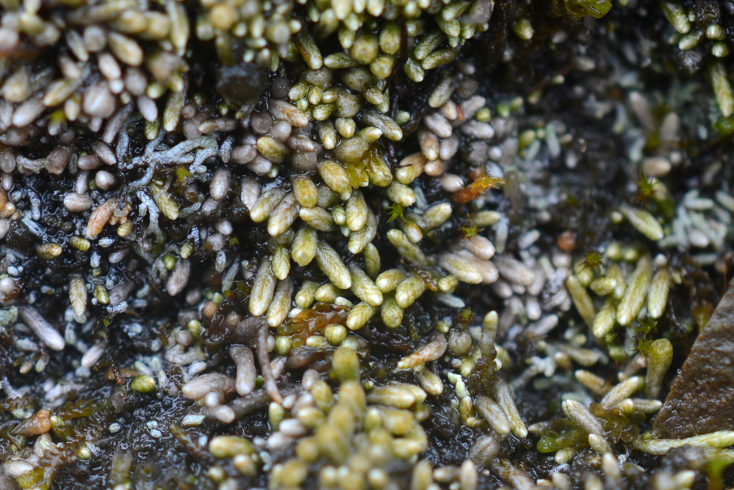 Gymnomitrion concinnatum (Lightf.) Corda – один из самых засухоустойчивых печеночников во флоре Командорских островов. Фото К.Г. Климовой.