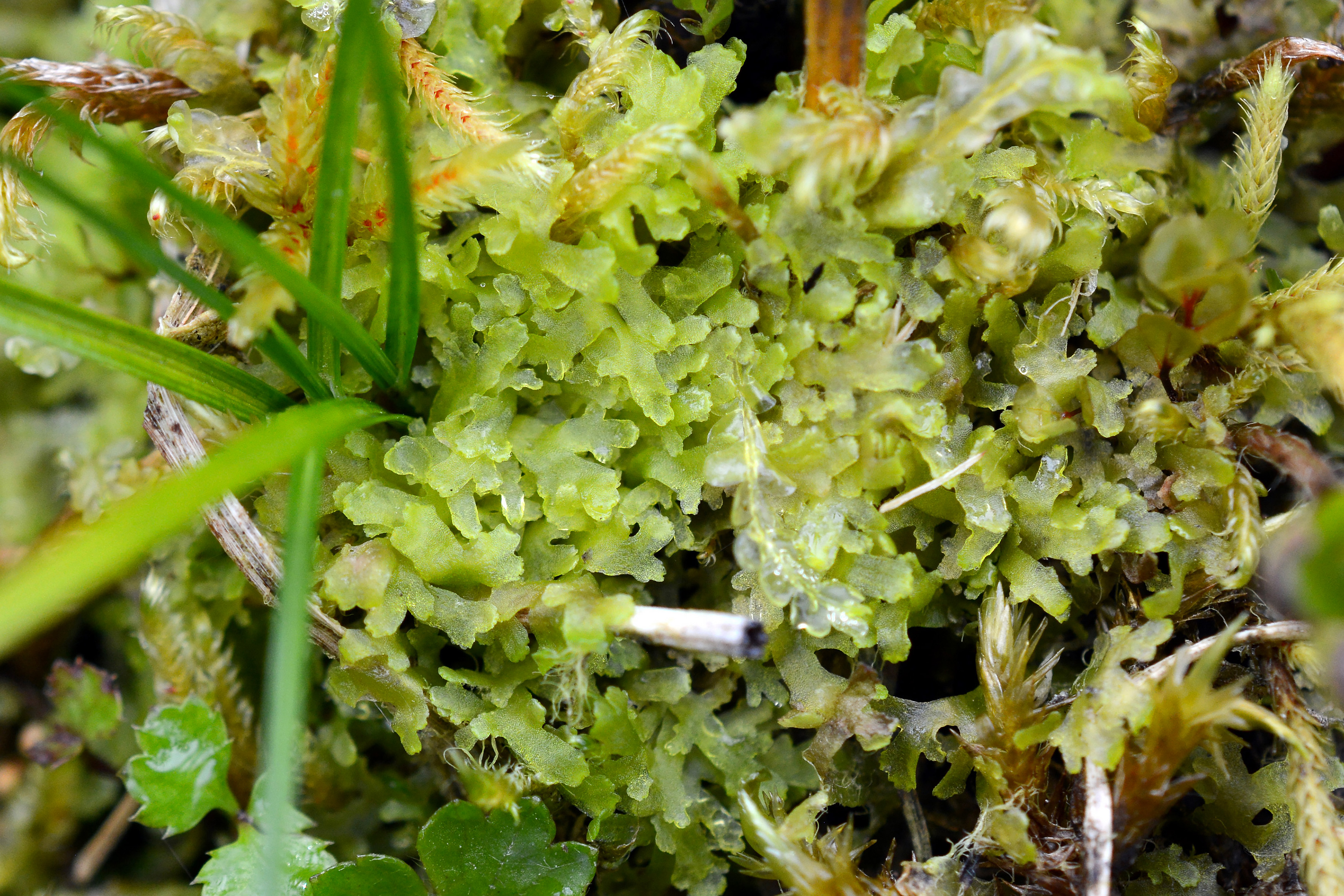 Riccardia chamedryfolia (With.) Grolle среди мохообразных в понижении на мохово-осоковом болоте. Фото К.Г. Климовой.