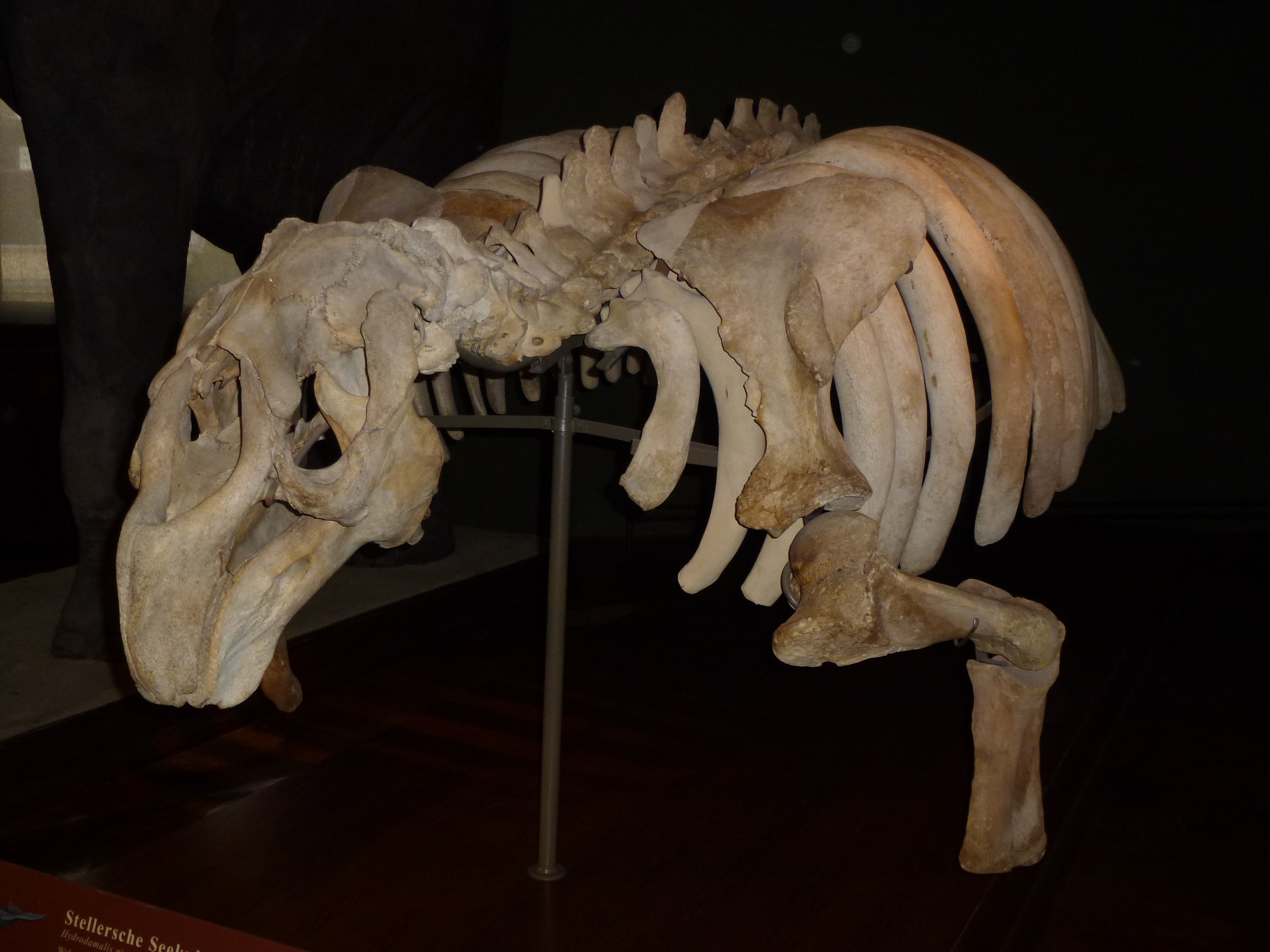 Скелет морской коровы Стеллера