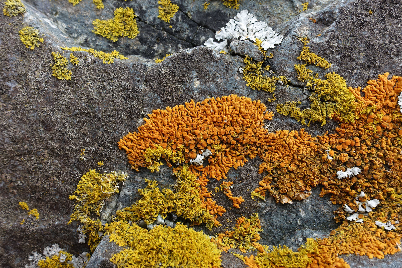 Лишайниковое сообщество на прибрежных скалах
