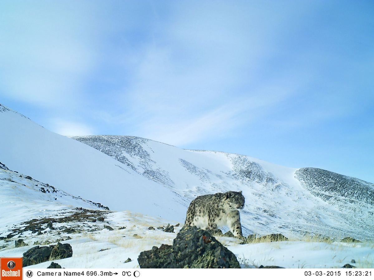 В национальном парке «Сайлюгемский» получены первые снимки снежного барса