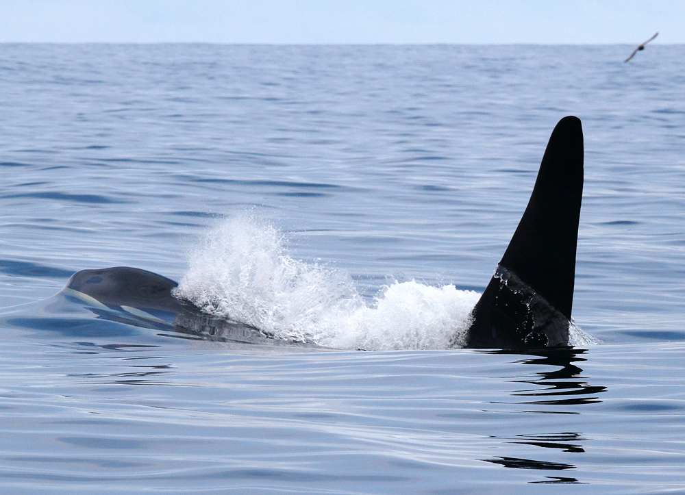 19 февраля отмечается Всемирный день морских млекопитающих (День кита)