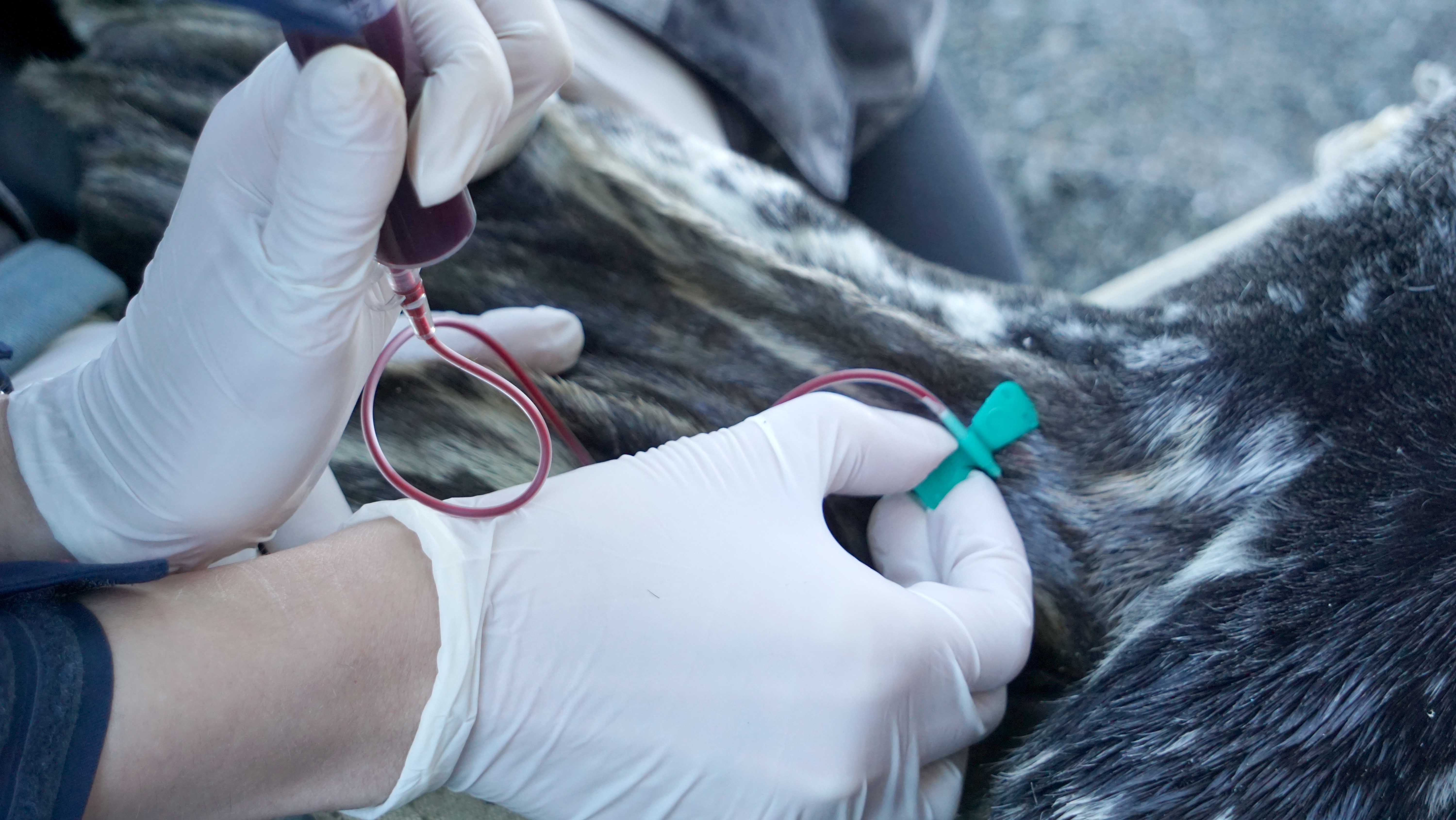 Клинические исследования крови морских млекопитающих позволят получить новые данные о физиологии животных, живущих в естественных условиях