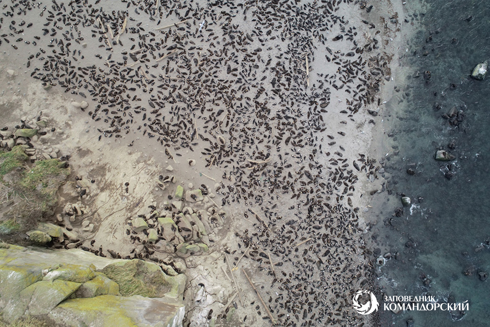 В сезон размножения со смотровых площадок можно наблюдать за тысячами северных морских котиков. Фото: Евгений Мамаев