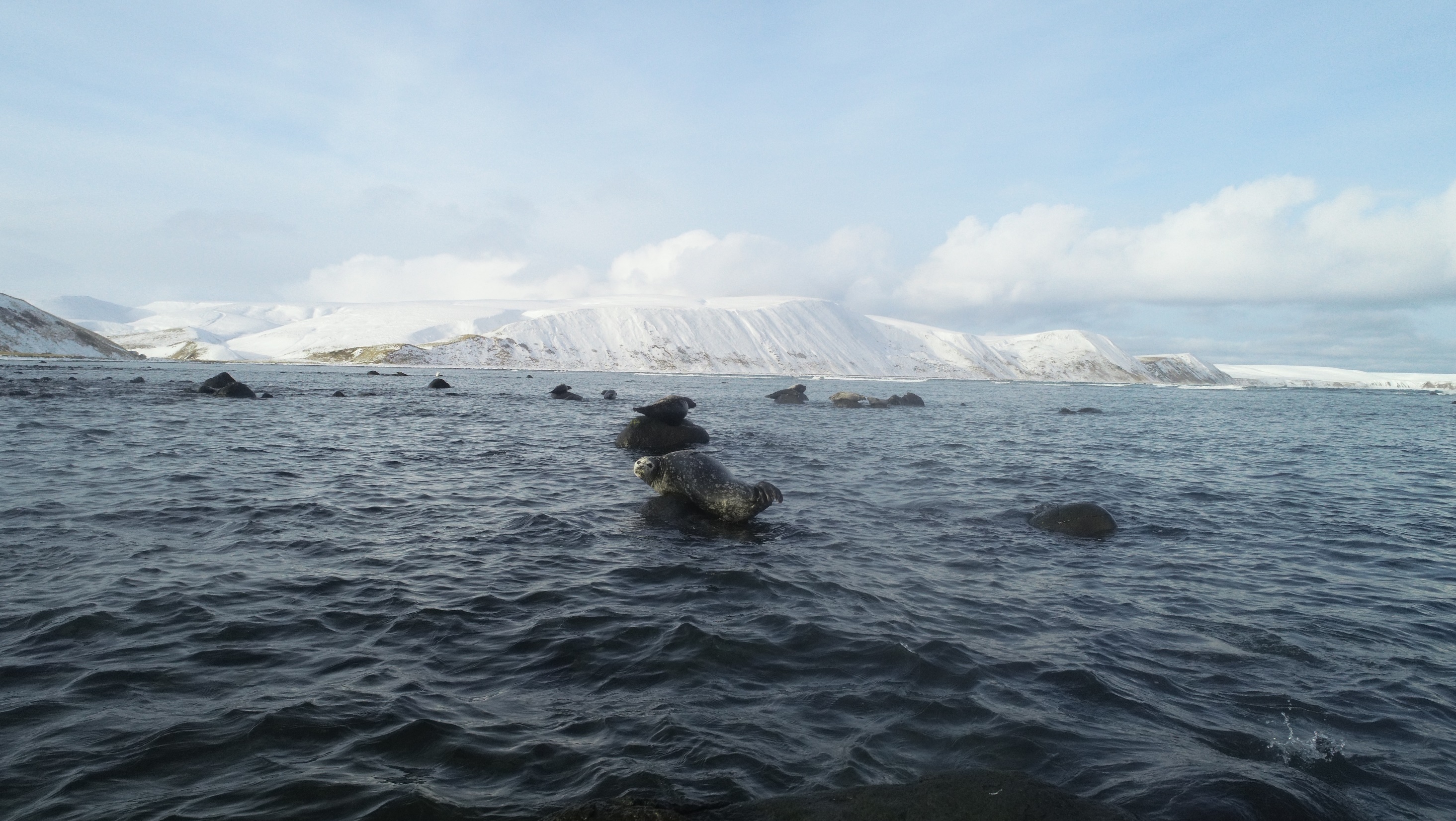 Антур - дальневосточный подвид обыкновенного тюленя, занесённый в Красную книгу России