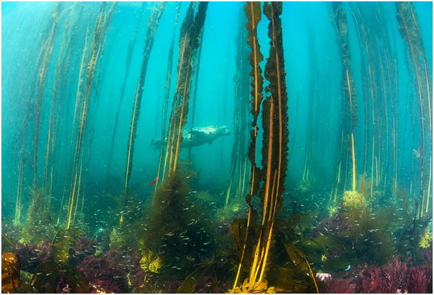 Заросли морской капусты - уникальная среда обитания для многих морских организмов.  Фото – Андрей Сидоров