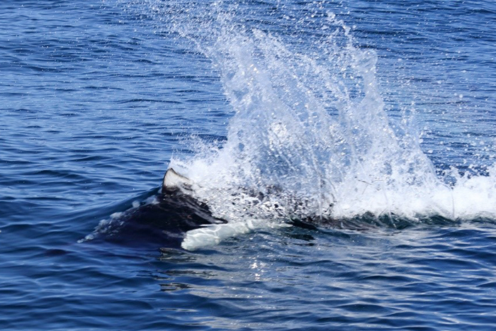 A characteristic feature of  Dall's porpoise is s a high white "crest" of splashes. Photograph by Eugene Mamaev