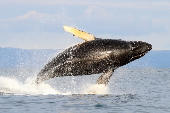 The Humpback Whale. Photograph by Eugene Mamaev