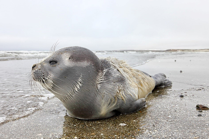 Molting pup of  ringed seal. Photograph by Eugene Mamaev