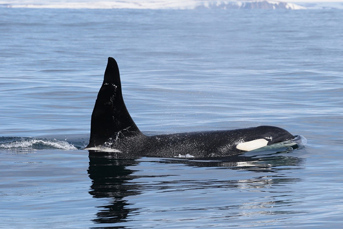 Adult male killer whale. Photograph by Eugene Mamaev
