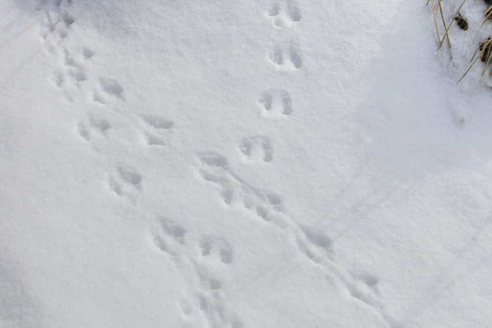 Footprints of a northern red-backed vole on the snow. Photograph by Eugene Mamaev