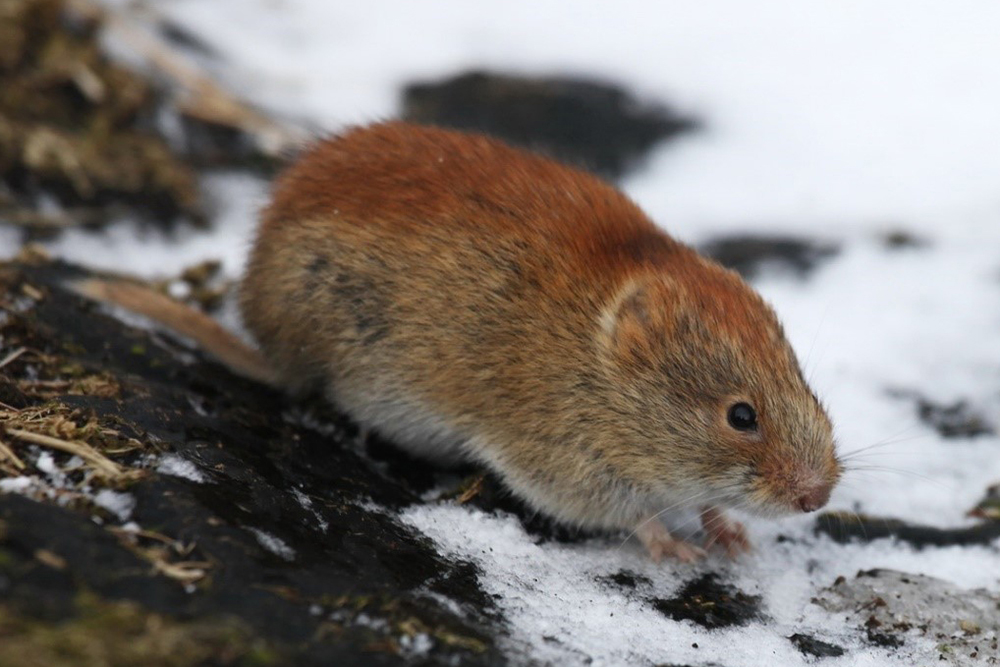 The northern red-backed vole. Photograph by Eugene Mamaev