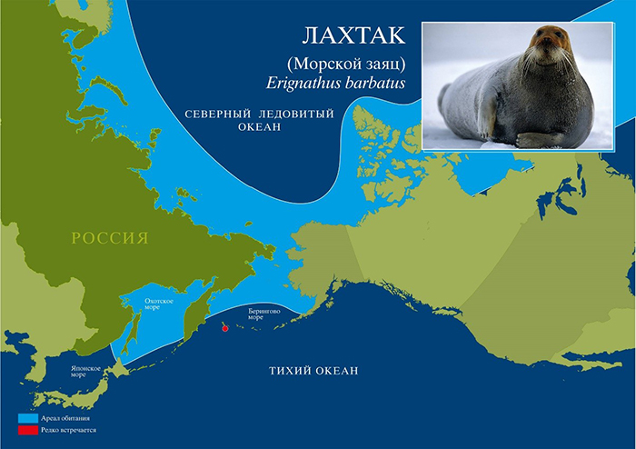 The area of the bearded seal.