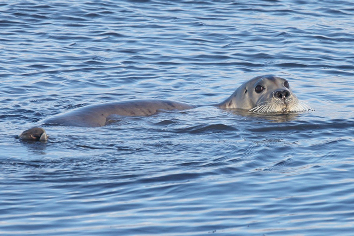 Bearded Seal. Photograph by Eugene Mamaev