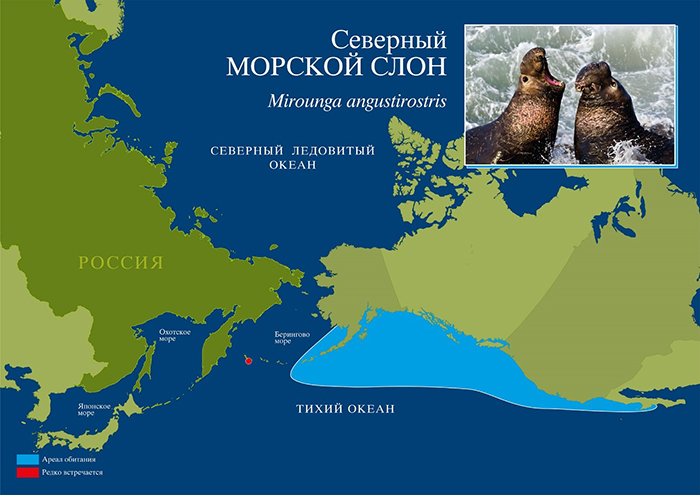 The area of the northern elephant seal.