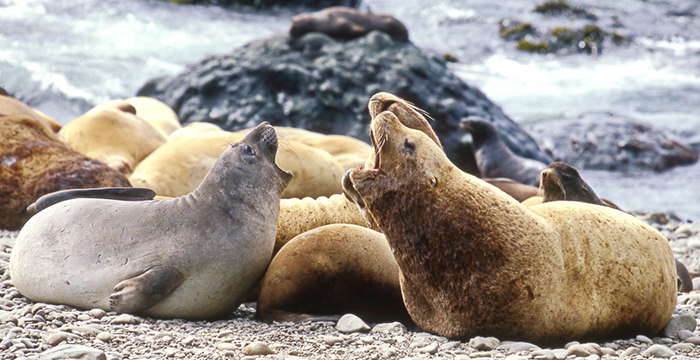 Young northern elephant seal (left) competes with sea lions for a place at the rookery. Photograph by Eugene Mamaev