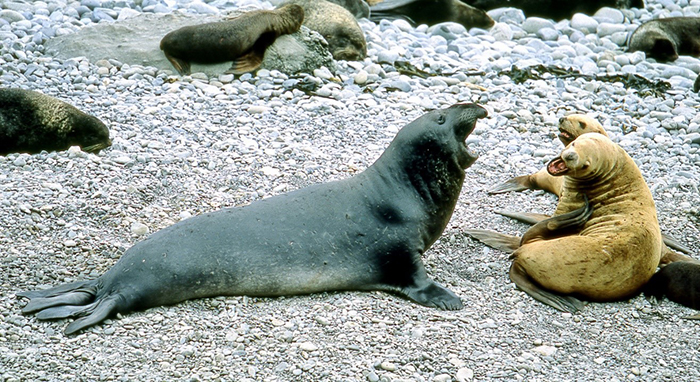 Northern elephant seal and sea lions on the South-East rookery of Medny Island. Photograph by Eugene Mamaev