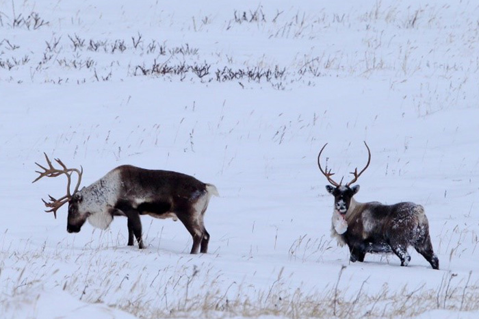On Bering Island due to lack of large quantities of lichen reindeer feed on a variety of plant food throughout the year. Photograph by Eugene Mamaev