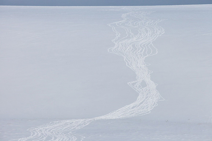 Footprints in the snow belonging to the reindeer herd.  Photograph by Eugene Mamaev