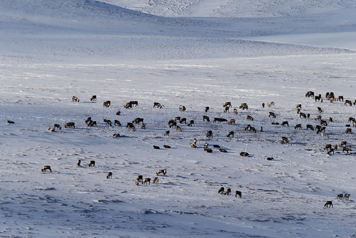 In winter in the northern part of Bering Island deer form large herds, sometimes consisting of hundreds of individuals. Here they can get their main winter food, bushes of crowberry, in abundance. Photograph by Eugene Mamaev