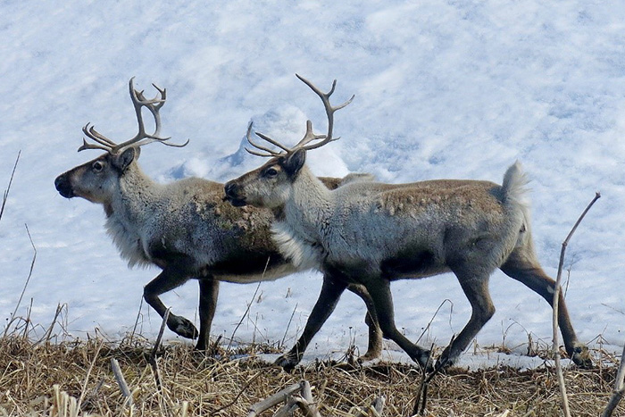 Females reindeer. Photograph by Vitali Ushakov