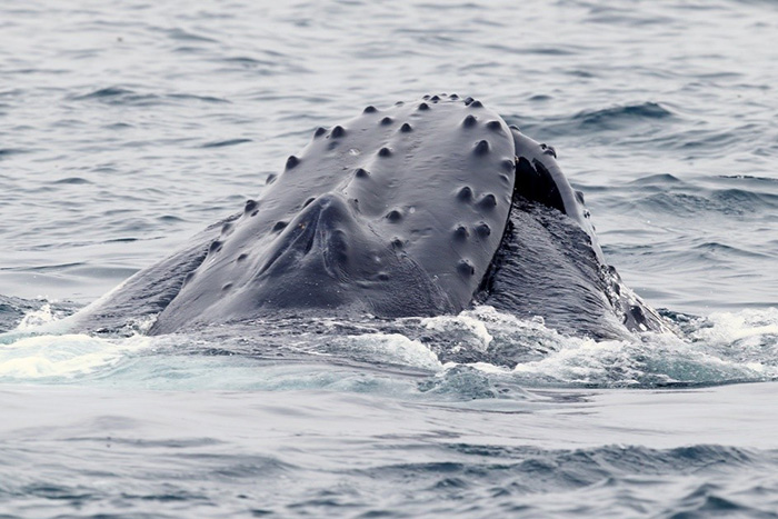 Humpback whales feed by filtering water through the "whalebone". Photograph by Eugene Mamaev