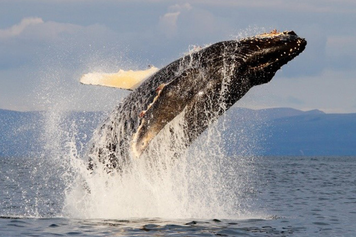 Humpback whales are well known for their break-neck leaps. Photograph by Eugene Mamaev