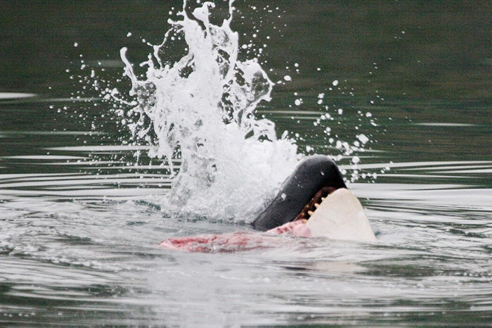 After a successful hunt orcas immediately eat the prey. Photograph by Alexey Chetvergov