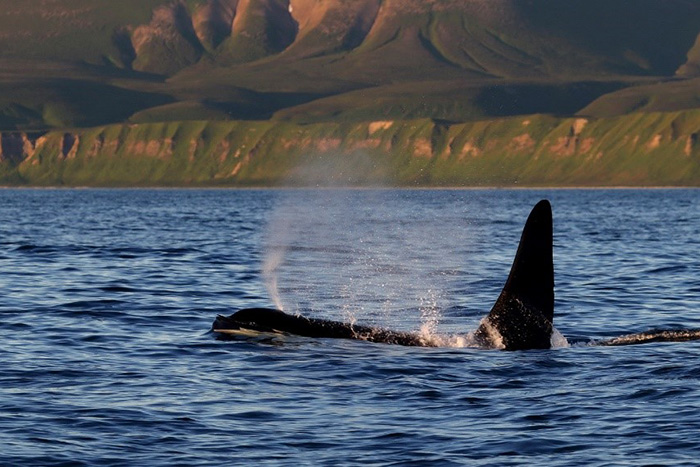In summer killer whales are rather typical of the coasts of the Commander Islands. Photograph by Eugene Mamaev