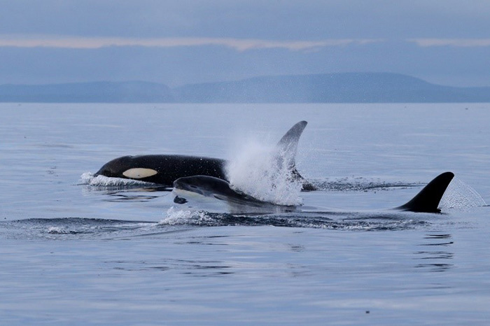 Fish-eating killer whales are often found in open waters, their usual route goes along the shelf edge near the west coast of Bering Island. Photograph by Eugene Mamaev