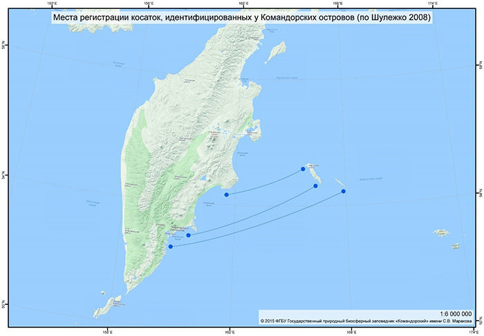 Places of registration of killer whales, identified on the Commander Islands (according to Shuleshko 2008)