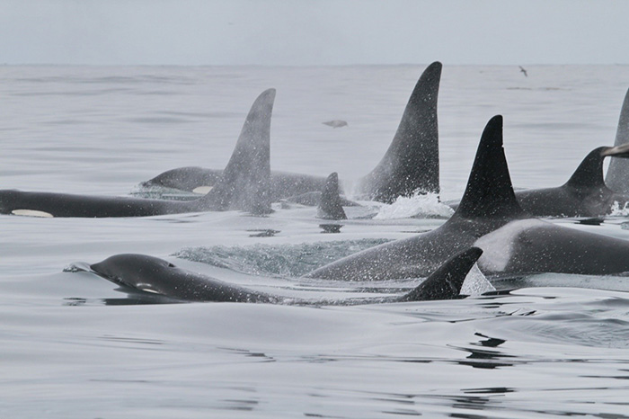 Groups of fish-eating killer whales are numerous. Photograph by Eugene Mamaev