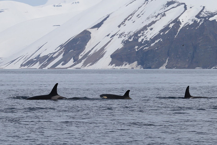In early spring the number of killer whales off the coast of the Commander Islands increases. Photograph by Eugene Mamaev
