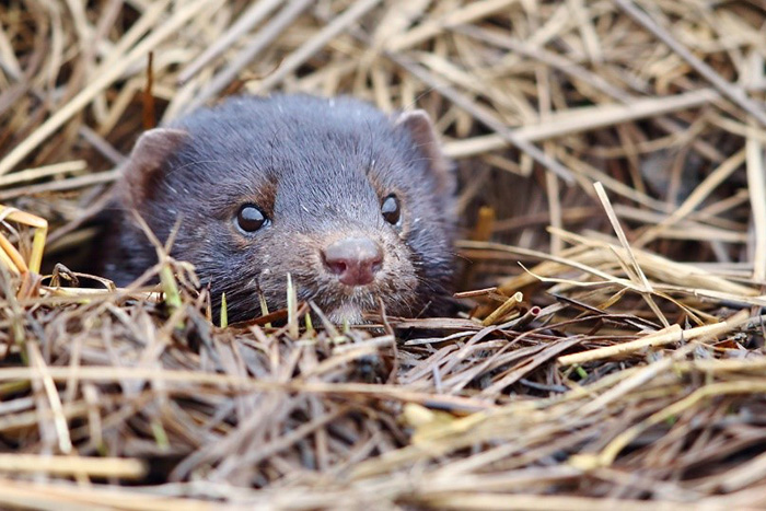 The American mink lives in burrows, dug on the coasts of water bodies. Photograph by Eugene Mamaev