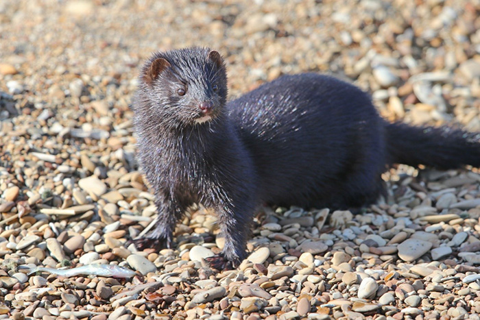 The American mink with the prey –three-spined stickleback. Photograph by Eugene Mamaev