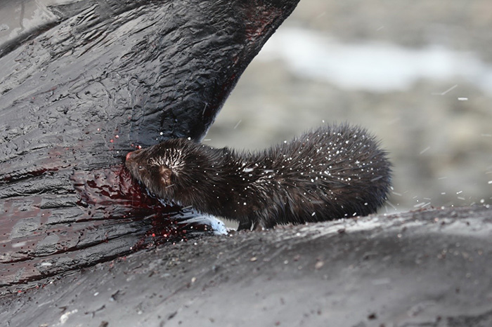 Should an opportunity arise the American mink eats cetacean driven ashore. Photograph by Eugene Mamaev